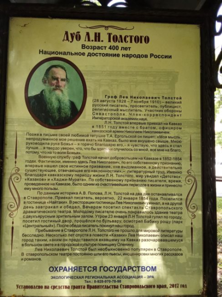 В Ставрополе рухнул 400-летний дуб Льва Толстого
