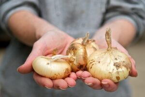 Как удалить с рук запах лука? Кулинарные статьи от Гранд кулинара
