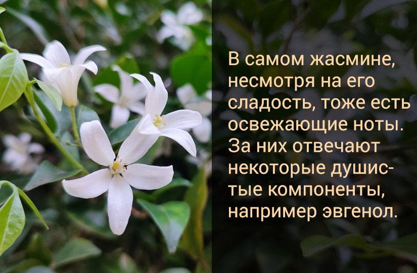 Четыре причины полюбить жасминовый чай и три способа его вкусно приготовить — статья на ТЧК Четыре причины полюбить жасминовый чай и три способа его вкусно приготовить — статья на ТЧК