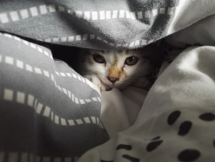 Как отучить кота спать на кровати хозяина ночью Как отучить кота спать на кровати хозяина ночью